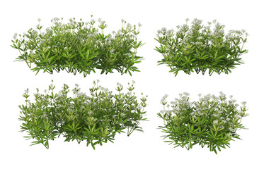 3D render many plants and flowers on a transparent background