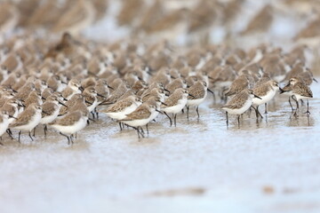 Semipalmated Sandpiper, Calidris pusilla, Everglades National Park, Florida, USA