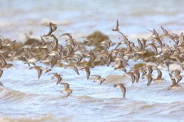 Semipalmated Sandpiper, Calidris pusilla, Everglades National Park, Florida, USA