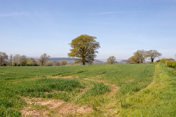 Springtime crops in England.