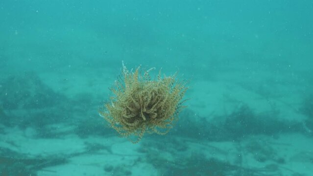 Swimming Anemone slowing drifts to the bottom of the ocean using its pulsating tentacles to swim