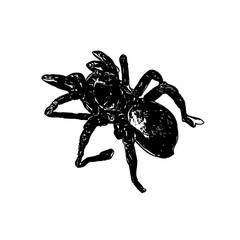 black and white sketch of spider with a transparent background