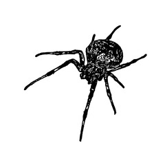 black and white sketch of spider with a transparent background