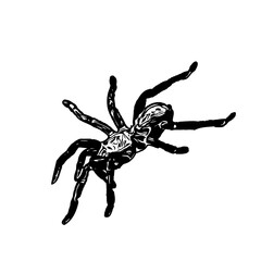 black and white sketch of spider with a transparent background