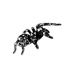 Fototapeta premium black and white sketch of spider with a transparent background
