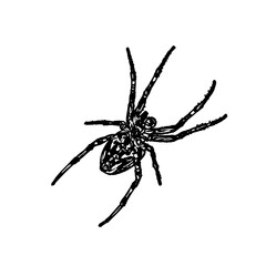 black and white sketch of spider with a transparent background