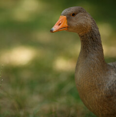 Close-up portrait of a wild grey gander goose walking in green grass in a summer field with soft natural light shot with telephoto lens with softly blurred background with copy space