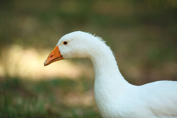 Naklejka na ściany i meble Close-up portrait of a wild white goose walking in green grass in a summer field with soft natural light shot with telephoto lens with softly blurred background with copy space