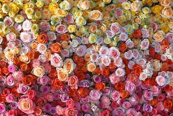 Flowers wall background with amazing red, yellow, purple, and pink roses. Flower banner backgrounds. Hand Made wedding decoration. Colorful flowers mix. Pattern of flowers. Valentine backgrounds.	