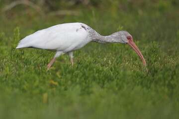 White Ibis, Eudocimus albus, Everglades National Park, Florida, USA