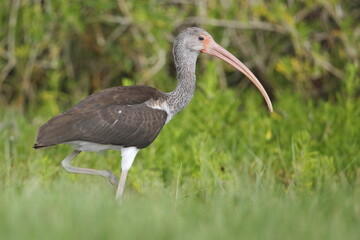 Fototapeta premium White Ibis, Eudocimus albus, Everglades National Park, Florida, USA