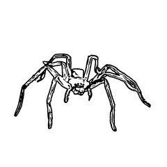 black and white sketch of spider with a transparent background
