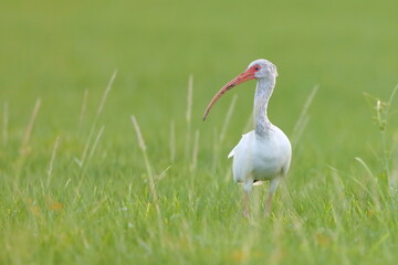 White Ibis, Eudocimus albus, Everglades National Park, Florida, USA