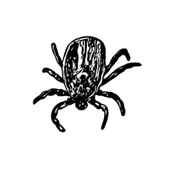 black and white sketch of spider with a transparent background