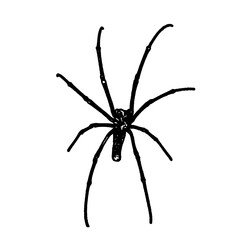 black and white sketch of spider with a transparent background