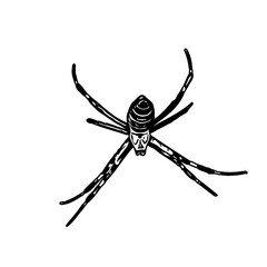 black and white sketch of spider with a transparent background