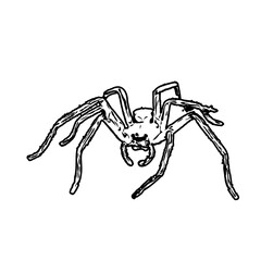 black and white sketch of spider with a transparent background