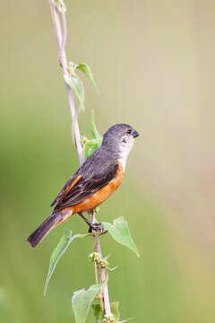Capuchino pecho blanco (Sporophila palustris) sobre vegetacion en un pastizal. Esteros del Ibera, Corrientes, Argentina.