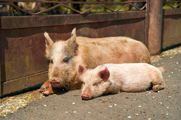 The life of a family of pigs in the village. Breeding pigs