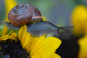 Schnecke auf Sonnenblume