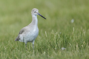 Willet, Tringa semipalmata, Everglades National Park, Florida, USA