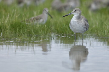 Willet, Tringa semipalmata, Everglades National Park, Florida, USA