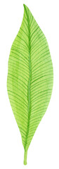 Obraz premium Watercolor colorful tropical leaves isolated on white background. Botanical illustration.