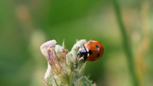 coccinelle en train de butiner une fleur en gros plan