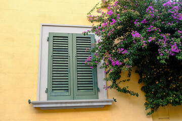 window with closed green shutters on the yellow wall across the bush of violet flowers of bougainvillea. Facade, building of exterior