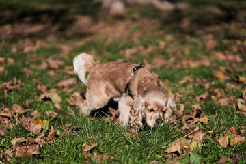 Obraz premium American Cocker Spaniel walking in the park