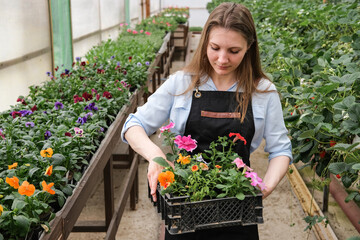 A young female gardener works in a large flower greenhouse.