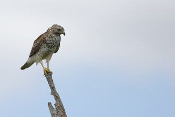 Broad-winged Hawk, Buteo platypterus, Everglades National Park, Florida, USA