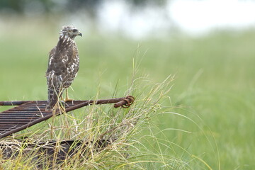 Broad-winged Hawk, Buteo platypterus, Everglades National Park, Florida, USA