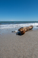 Fototapeta na wymiar dead wood sea coast