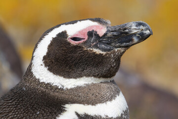 Pinguino magallanico (Spheniscus magellanicus) en la costa del mar Atlantico. Isla pinguino, Puerto Deseado, Argentina.