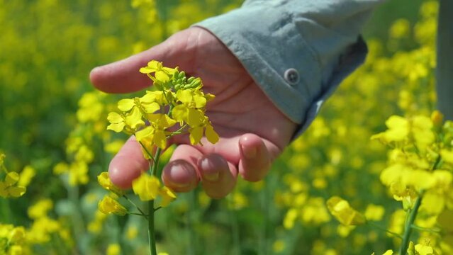 agronomist farmer checks the development of flowering rapeseed crops in the field, a man examines rapeseed flowers. close up of a farmer's hands studying canola in the field. selective focus.