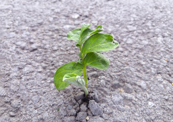 A small sprout makes its way in the ground, the concept of survival, be stronger, don't give up.