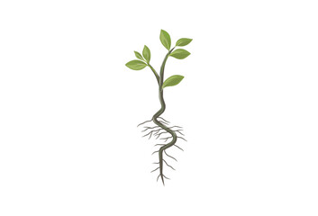 tree seeds vector illustrations