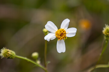 White flower in the meadow. Shallow depth of field