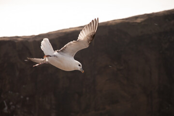 Fototapeta na wymiar gaviota volando en islandia