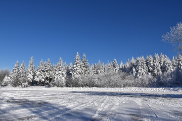A snowy forest under a blue sky, Sainte-Apolline, Qu&eacute;bec, Canada