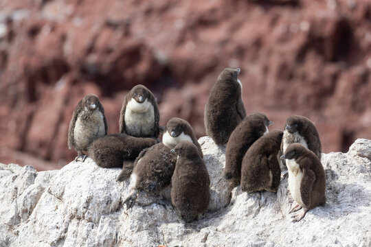 Pichones de pinguino penacho amarillo en un afloramiento rocoso. Isla Pinguino, Puerto Deseado, Santa Cruz, Argentina.