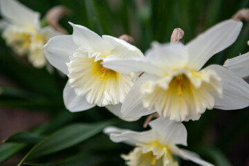 Naklejka na ściany i meble Beautiful flowers of daffodil over green stalk