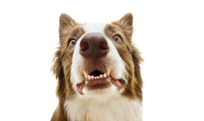 Funny surprised border collie dog looking with funny expression face showing its teeth. Isolated on white background - obrazy, fototapety, plakaty