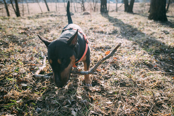 A young dog, a bull terrier, bites a stick, plays for a walk in the woods in nature on a sunny day.