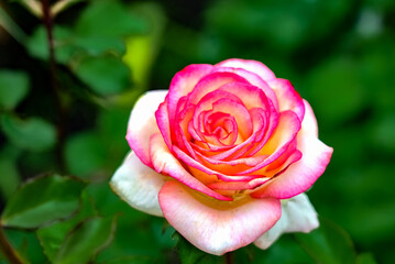 Flower of Red Rose in the summer garden. Red Roses with shallow depth of field. Beautiful Rose in the sunshine. Red garden rose on a bush in a summer garden. Flower bush