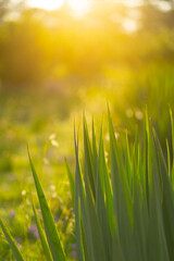 sunset view through greenery, background instagram effect