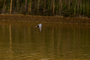 Spring and birds in Delta de l'Ebre Nature Park, Tarragona, Spain