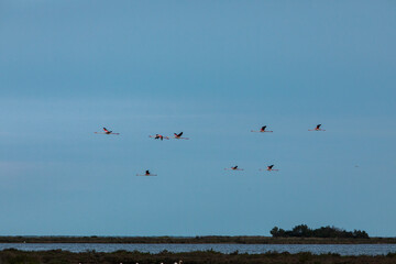 Flamingos in Delta de l'Ebre Nature Park, Tarragona, Spain