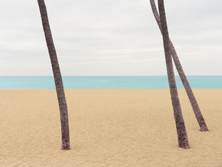 palm trees on the beach